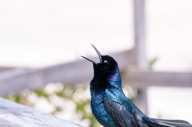 creation-4036731_640