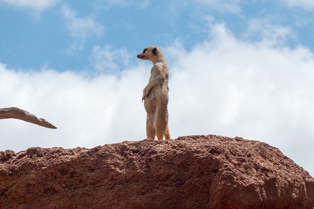 meerkat-676944_640